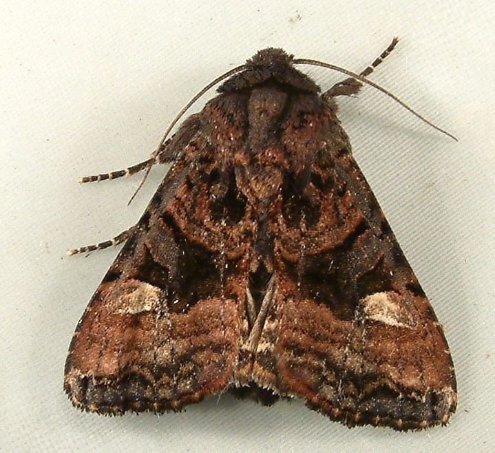 Euplexia
