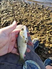 Morone mississippiensis