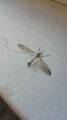 Tipula