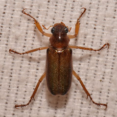 Dichelonyx subvittata