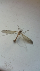 Tipula