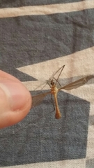 Tipula