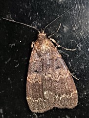 Hydrillodes dimissalis