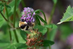 Bombus distinguendus