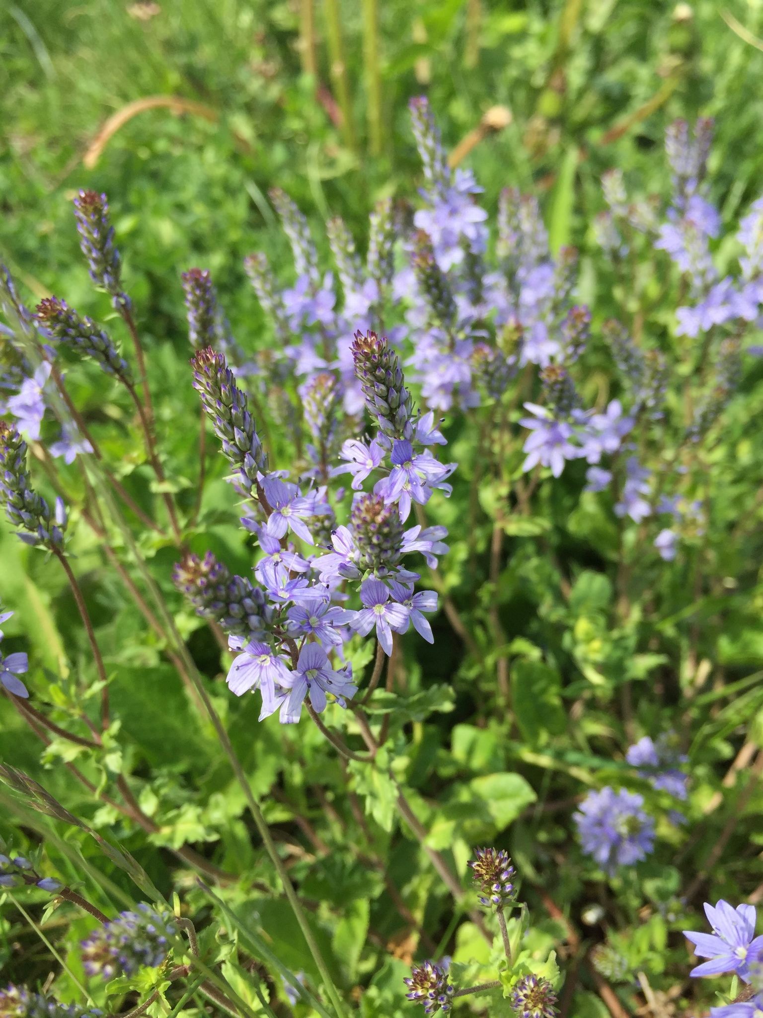 Veronica prostrata