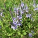 Prostrate Speedwell - Photo (c) Conrad Altmann, some rights reserved (CC BY), uploaded by Conrad Altmann