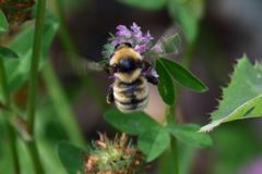 Bombus distinguendus