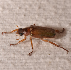 Dichelonyx subvittata