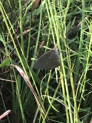 Neonympha areolatus