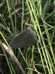 Neonympha areolatus