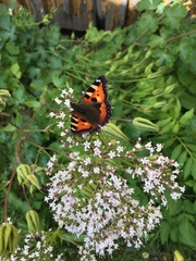 Aglais urticae