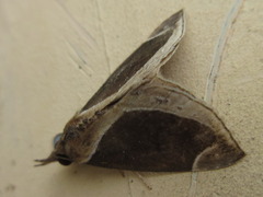 Hypena bicoloralis