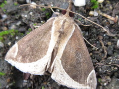 Hypena bicoloralis