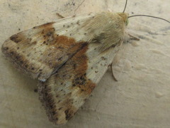 Heliothis maritima