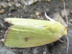 Earias pudicana