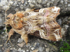 Callopistria duplicans