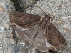Ercheia umbrosa
