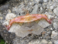 Lophoruza pulcherrima