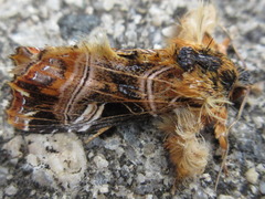 Callopistria repleta