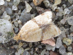 Neocalyptis angustilineata