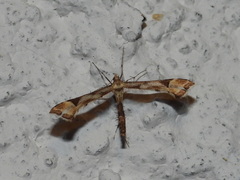 Platyptilia