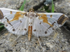 Polythlipta liquidalis