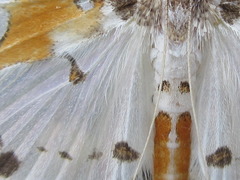 Polythlipta liquidalis