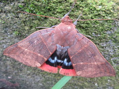 Thyas juno