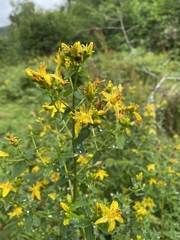 Hypericum tetrapterum