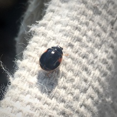 Adalia decempunctata