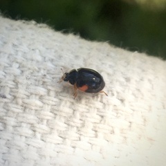 Adalia decempunctata