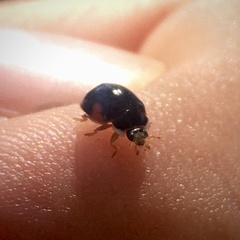 Adalia decempunctata