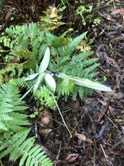 Tropidoderus childrenii