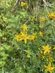 Hypericum tetrapterum