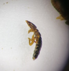 Pectinopygus bassani