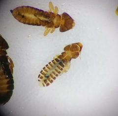 Pectinopygus bassani