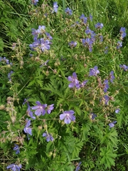 Geranium pratense
