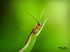 Oberea praelonga
