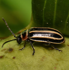 Disonycha pensylvanica