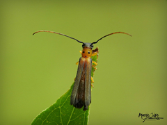 Oberea praelonga