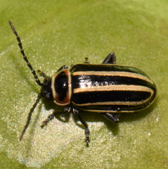 Disonycha pensylvanica