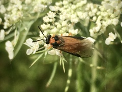 Athalia rosae