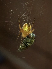 Araneus diadematus