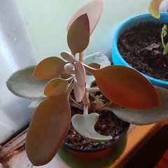 Kalanchoe orgyalis