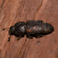 Caplothorax lugubris