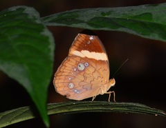 Xanthotaenia busiris