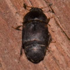 Caplothorax lugubris