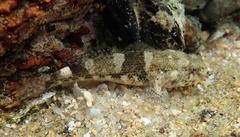 Meggitt's Goby photo 3