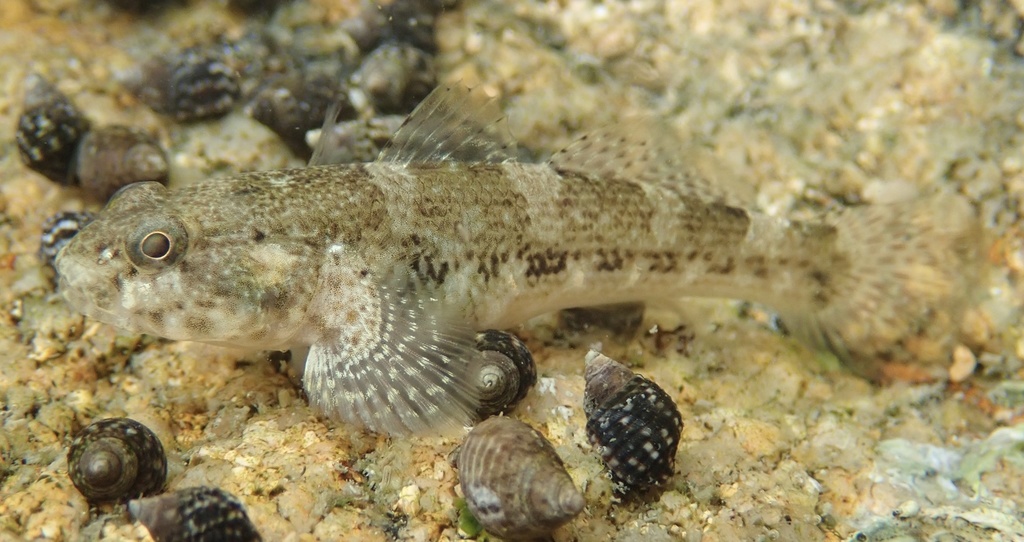 Meggitt's Goby