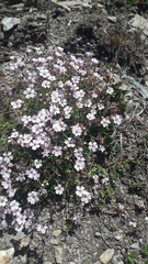 Gypsophila repens